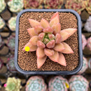 Pachyphytum sp. 1"-2" Flower Village Hybrid Succulent Plant Cutting