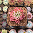 Echeveria Hybrid sp. 1"-2" Flower Village Hybrid Succulent Plant Cutting