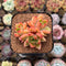 Echeveria Hybrid sp. 1"-2" Flower Village Hybrid Succulent Plant Cutting