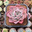 Echeveria Hybrid sp. 1"-2" Flower Village Hybrid Succulent Plant Cutting