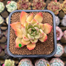 Echeveria Hybrid sp. 1"-2" Flower Village Hybrid Succulent Plant Cutting