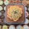 Echeveria Hybrid sp. 1"-2" Flower Village Hybrid Succulent Plant Cutting