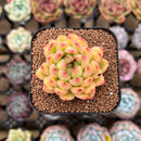 Echeveria Hybrid sp. 1"-2" Flower Village Hybrid Succulent Plant Cutting