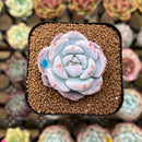 Echeveria 'Purple Look' 1"-2" Succulent Plant Cutting