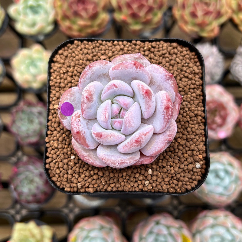 Echeveria 'Purple Look' 1"-2" Succulent Plant Cutting