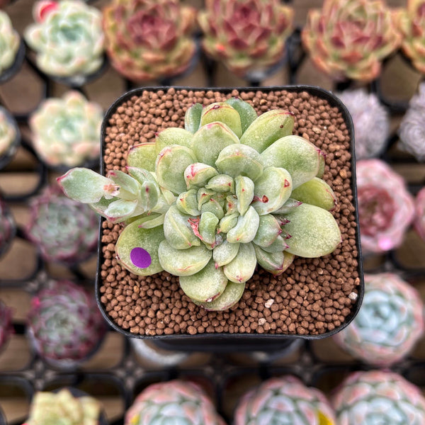 Echeveria Agavoides 'Ice Age' Variegated 1" Succulent Plant Cutting