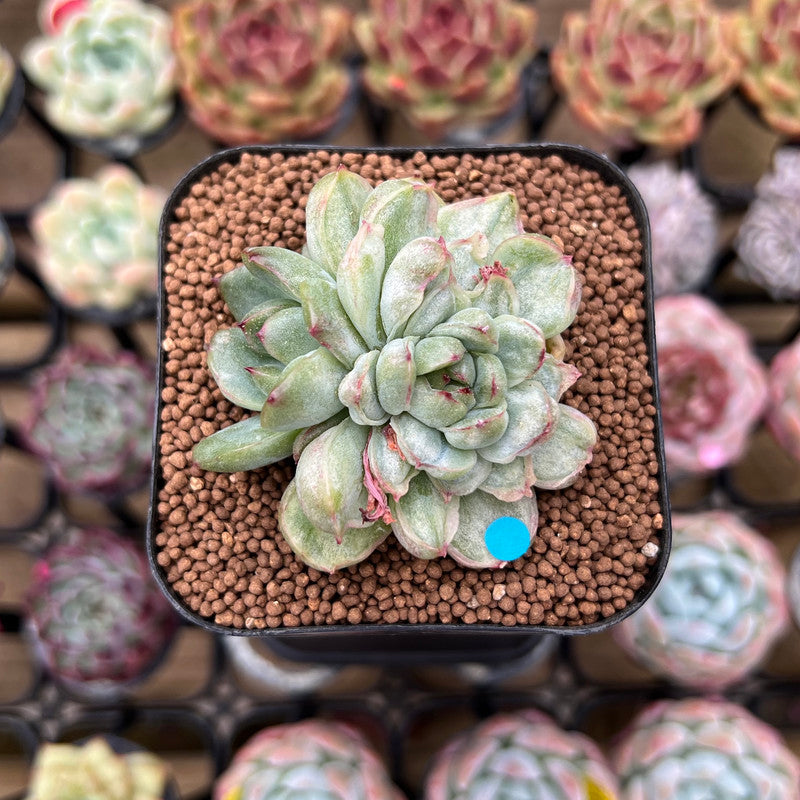 Echeveria Agavoides 'Ice Age' Variegated 1" Succulent Plant Cutting