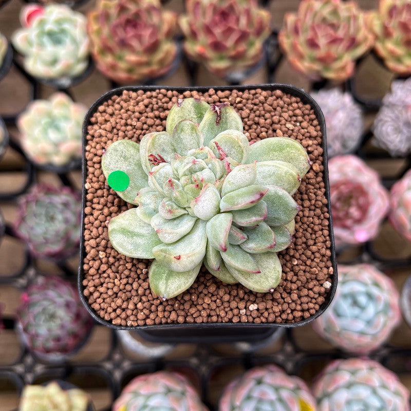 Echeveria Agavoides 'Ice Age' Variegated 1" Succulent Plant Cutting