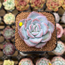 Echeveria 'Milk Rose' 1"-2" Succulent Plant Cutting