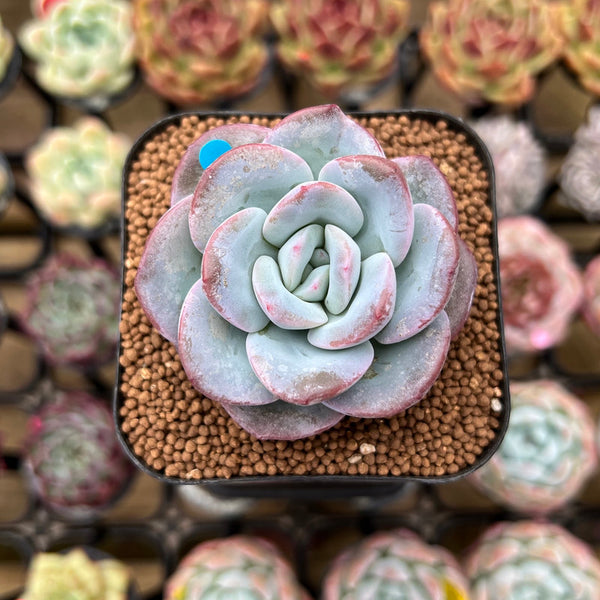 Echeveria 'Milk Rose' 1"-2" Succulent Plant Cutting