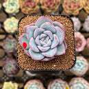 Echeveria 'Milk Rose' 1"-2" Succulent Plant Cutting