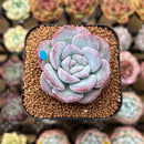 Echeveria 'Milk Rose' 1"-2" Succulent Plant Cutting