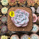 Echeveria 'Milk Rose' 1"-2" Succulent Plant Cutting