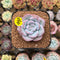 Echeveria 'Milk Rose' 1"-2" Succulent Plant Cutting