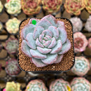 Echeveria 'Milk Rose' 1"-2" Succulent Plant Cutting