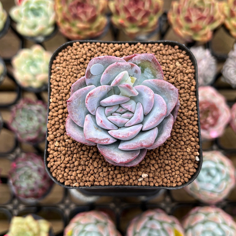 Echeveria 'Milk Rose' 1"-2" Succulent Plant Cutting