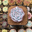 Echeveria 'Milk Rose' 1"-2" Succulent Plant Cutting