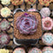 Echeveria 'Wild Strawberry' 1" Succulent Plant Cutting