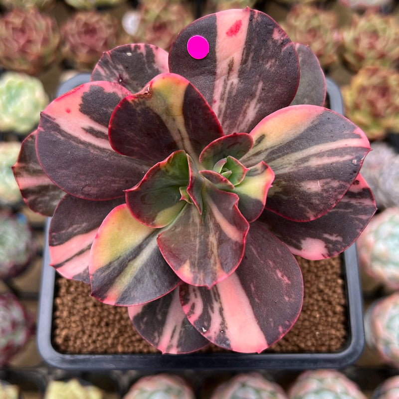 Echeveria 'Primadonna' Variegated 4" Succulent Plant Cutting