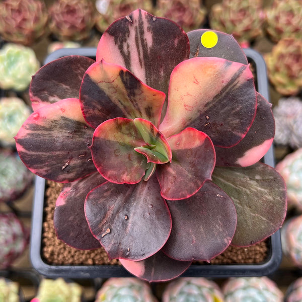 Echeveria 'Primadonna' Variegated 4" Succulent Plant Cutting