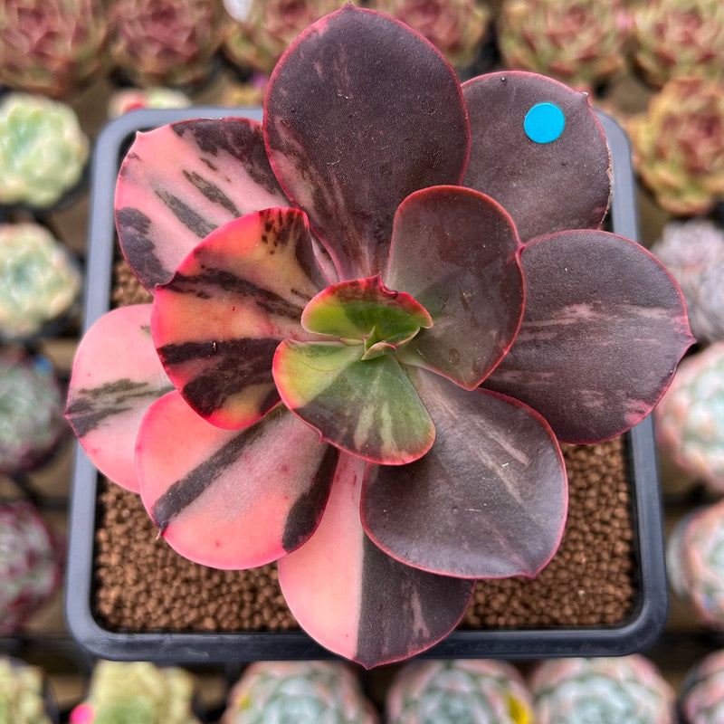 Echeveria 'Primadonna' Variegated 4" Succulent Plant Cutting