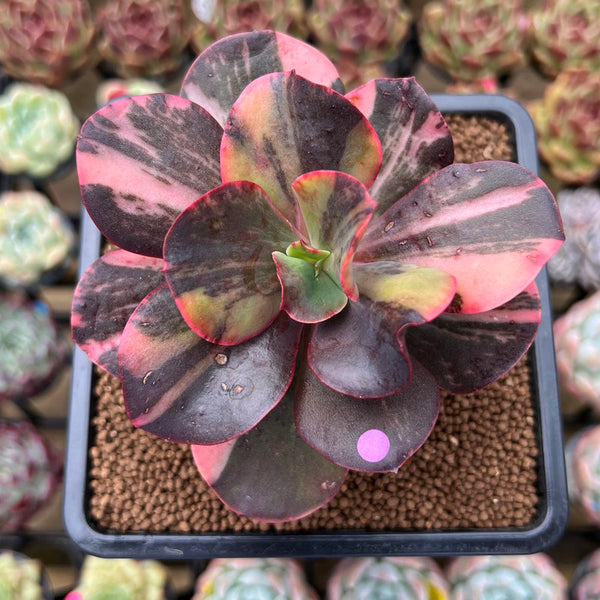 Echeveria 'Primadonna' Variegated 4" Succulent Plant Cutting