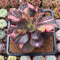 Echeveria 'Primadonna' Variegated 4" Succulent Plant Cutting