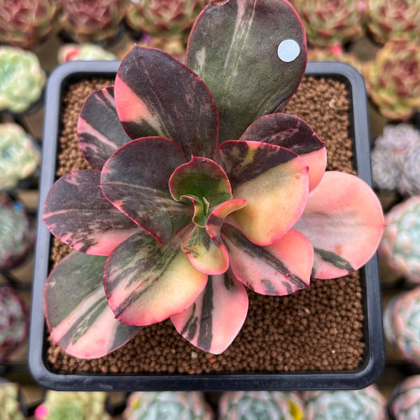 Echeveria 'Primadonna' Variegated 4" Succulent Plant Cutting