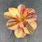 Echeveria 'Primadonna' Variegated 5" Succulent Plant Cutting