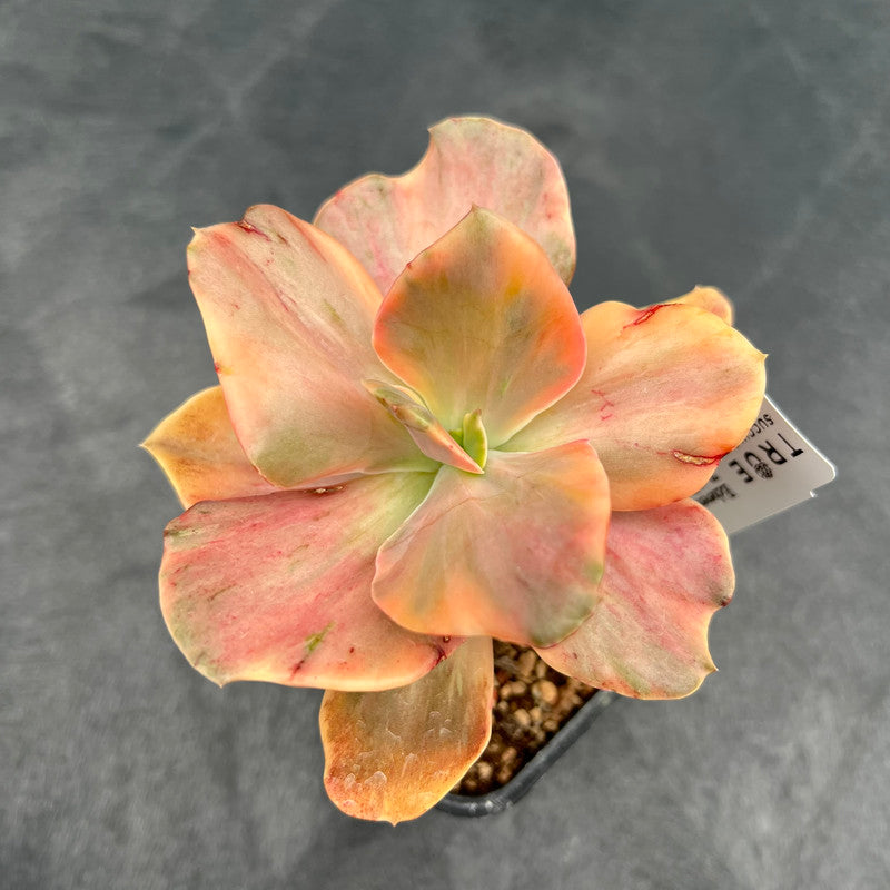 Echeveria 'Red Phoenix' Variegated 3" Succulent Plant Cutting