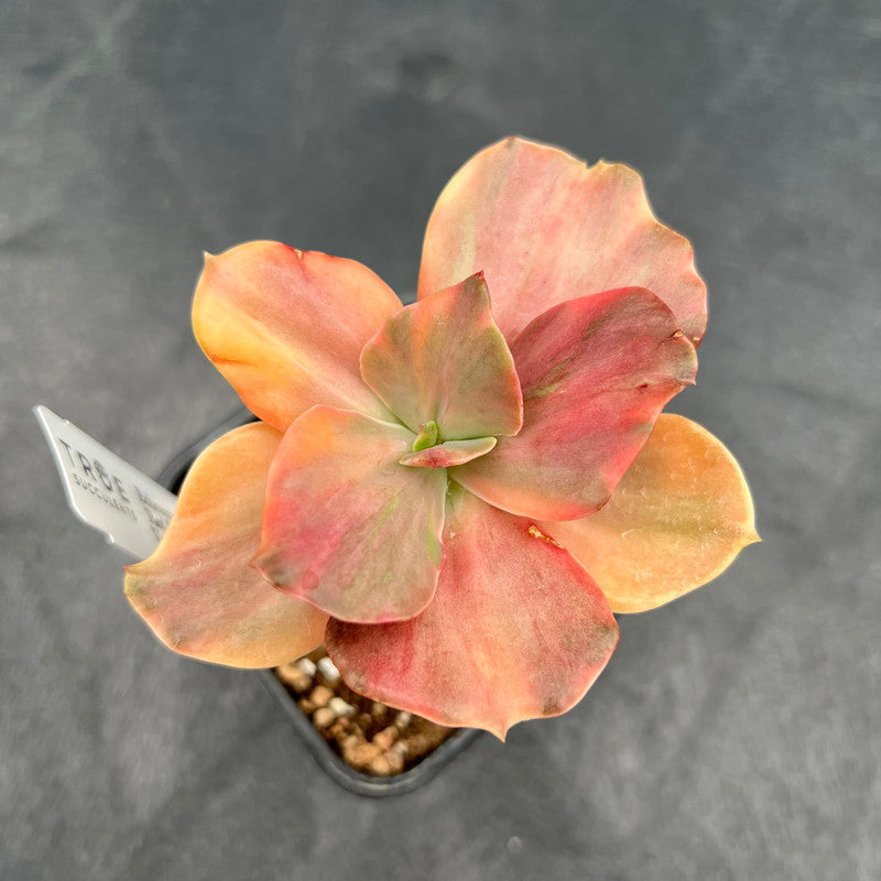 Echeveria 'Red Phoenix' Variegated 3" Succulent Plant Cutting