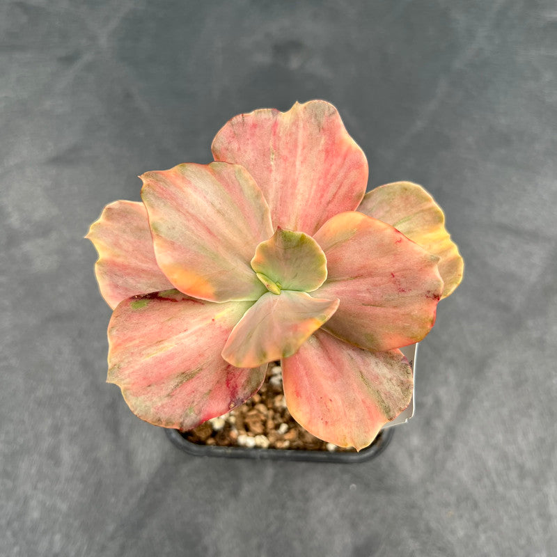 Echeveria 'Red Phoenix' Variegated 3" Succulent Plant Cutting