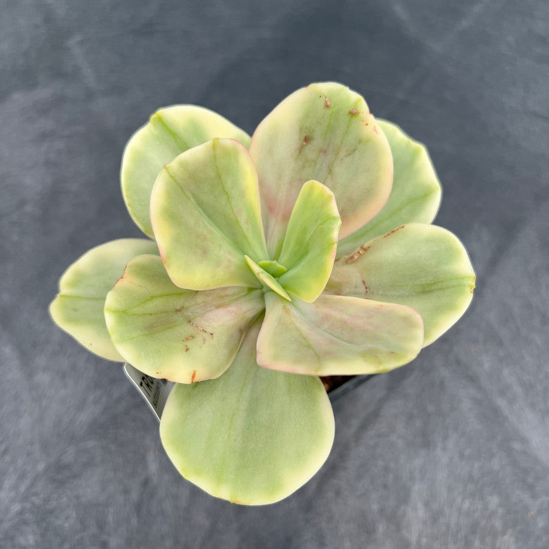 Echeveria 'Silk Road' Variegated 4" Succulent Plant Cutting