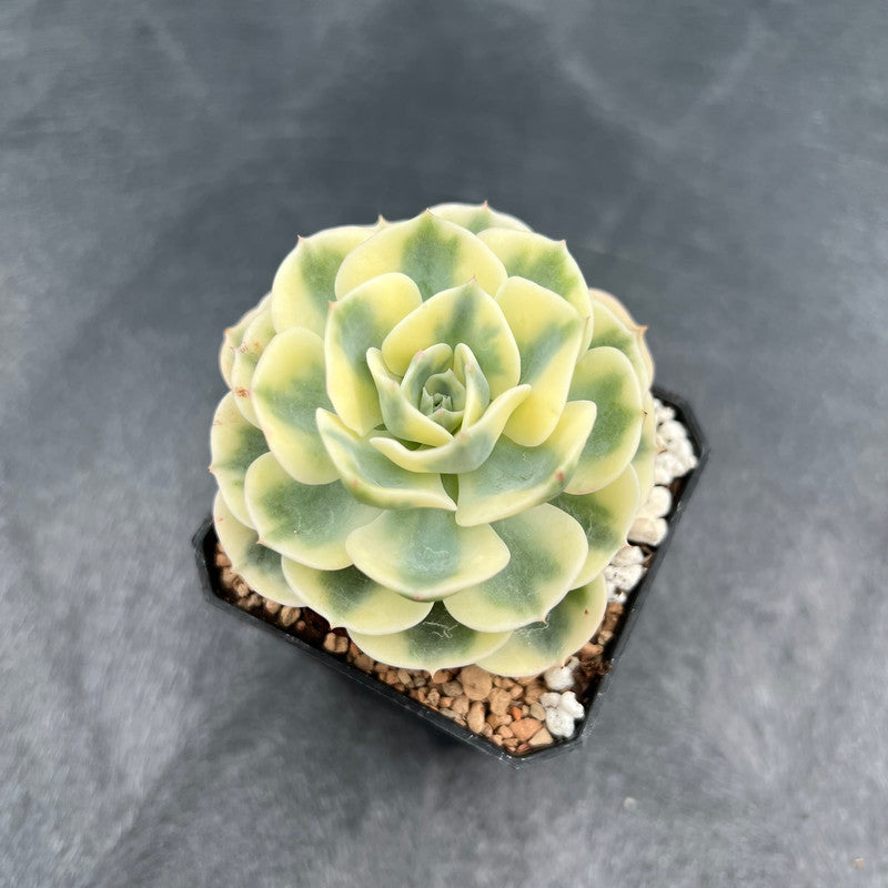 Echeveria 'Compton Carousel' Variegated 2" Succulent Plant