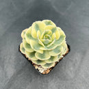 Echeveria 'Compton Carousel' Variegated 2" Succulent Plant