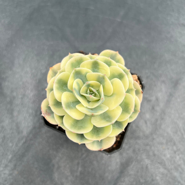 Echeveria 'Compton Carousel' Variegated 2" Succulent Plant