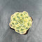 Echeveria 'Compton Carousel' Variegated 2" Succulent Plant