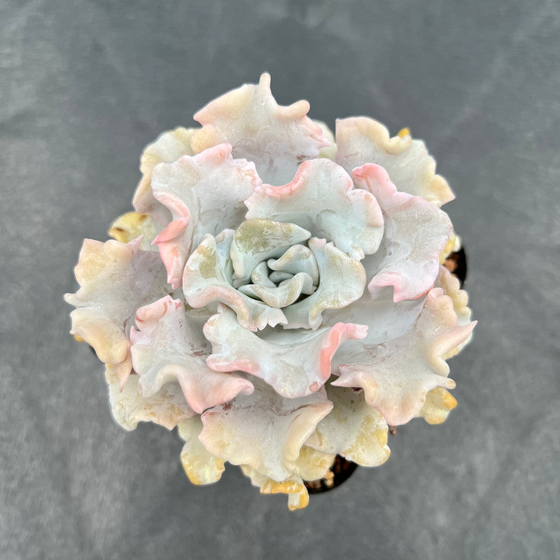 Echeveria 'Crispate Beauty' 3"-4" Succulent Plant