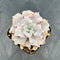 Echeveria 'Crispate Beauty' 3"-4" Succulent Plant