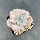 Echeveria 'Crispate Beauty' 3"-4" Succulent Plant