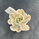 Echeveria Runyonii Variegated (Aka Echeveria 'Akaihosi' Variegated) 2" Succulent Plant Cutting