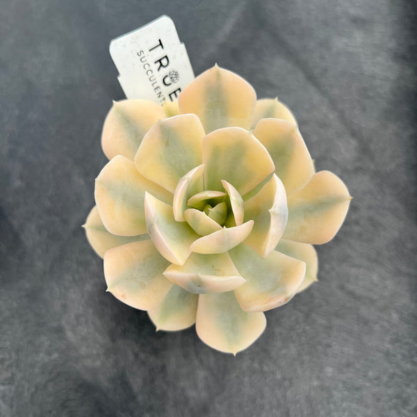 Echeveria Runyonii Variegated (Aka Echeveria 'Akaihosi' Variegated) 2" Succulent Plant Cutting