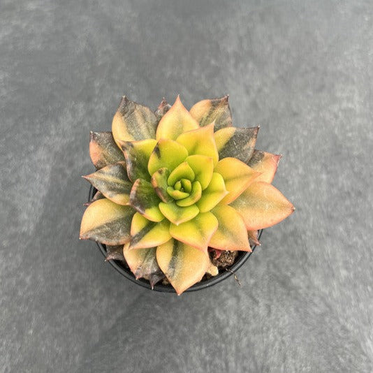 Echeveria 'Black Prince' Variegated 2" Succulent Plant