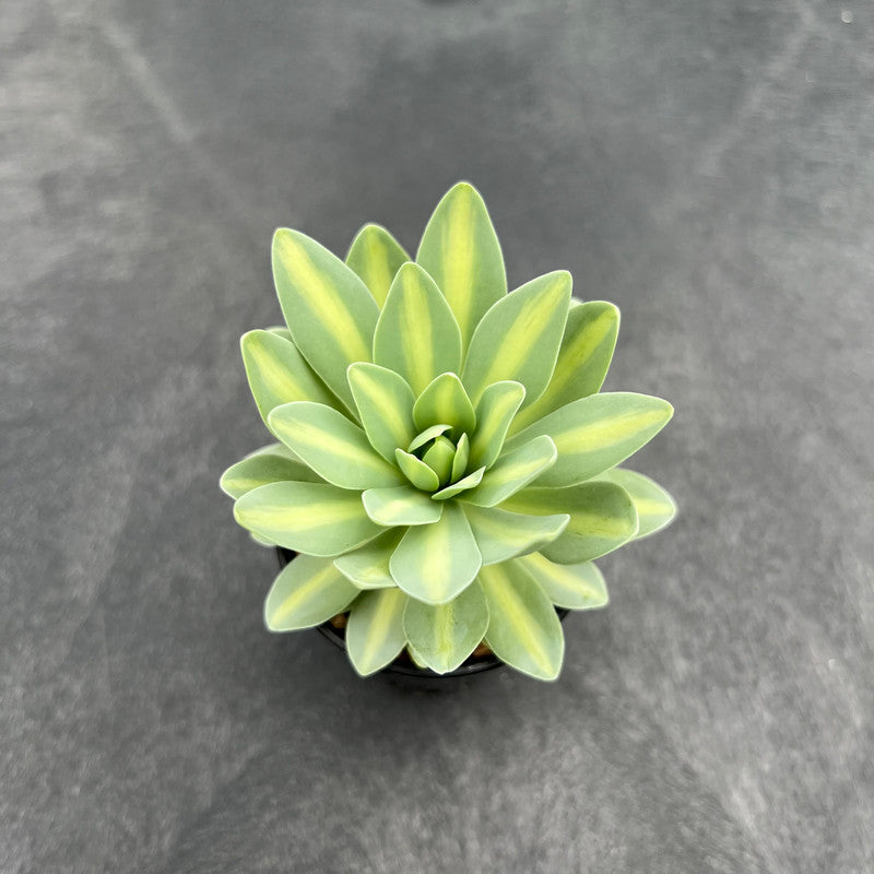 Orostachys 'Fuji' Variegated 2"-3" Succulent Plant