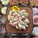 Echeveria Agavoides 'Elkhorn' Variegated Crested 2" Succulent Plant Cutting