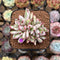 Echeveria Agavoides 'Elkhorn' Variegated Crested 2" Succulent Plant Cutting