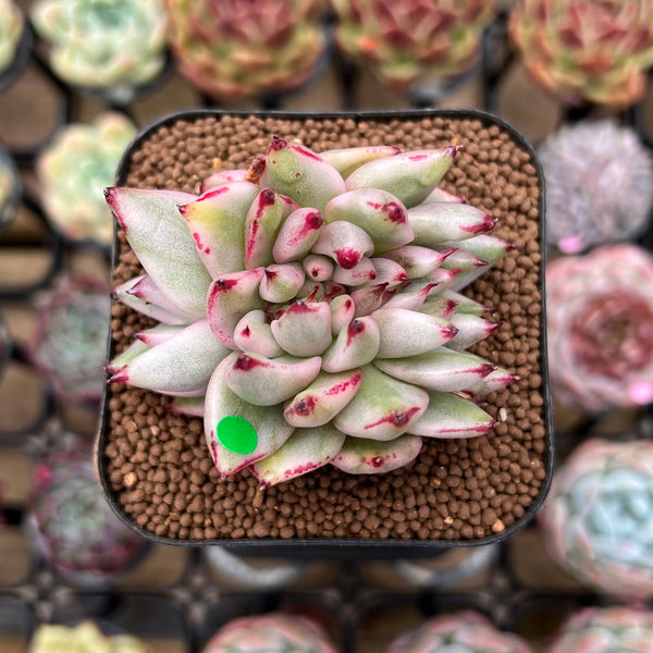 Echeveria Agavoides 'Elkhorn' Variegated Crested 2" Succulent Plant Cutting