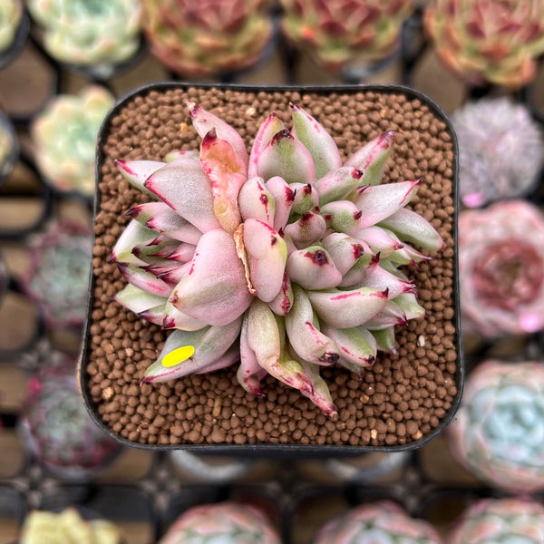 Echeveria Agavoides 'Elkhorn' Variegated Crested 2" Succulent Plant Cutting