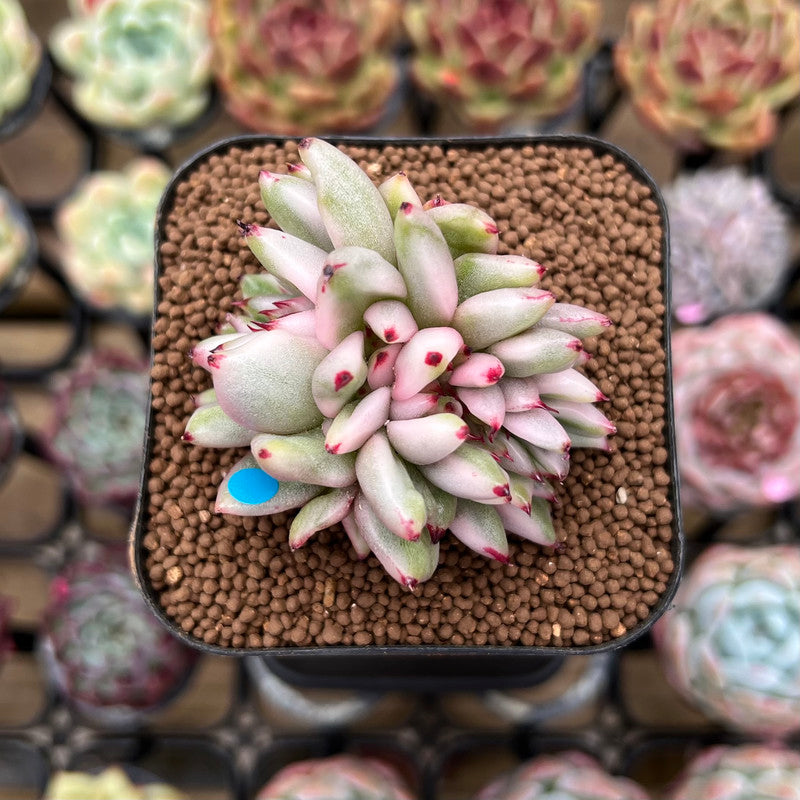 Echeveria Agavoides 'Elkhorn' Variegated Crested 2" Succulent Plant Cutting