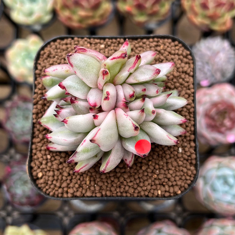 Echeveria Agavoides 'Elkhorn' Variegated Crested 2" Succulent Plant Cutting